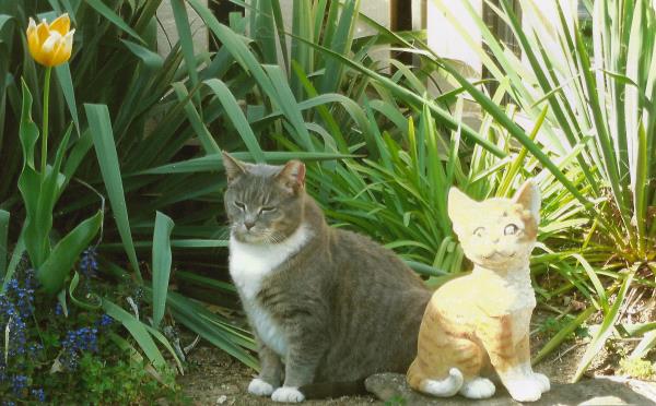 /Images/uploads/Cat Welfare Association/catwelfarecalendarcontest/entries/437thumb.jpg